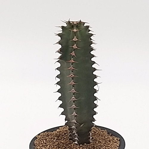 ユーフォルビア カナリエンシス 3号鉢 多肉植物 ハッチ