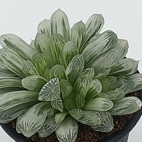 【期間限定出品】ハオルチア ピリフェラ RIB0136　多肉植物 ハオルチア ピリフェラ錦 3号鉢 多肉植物 ハッチナーセリー 通販