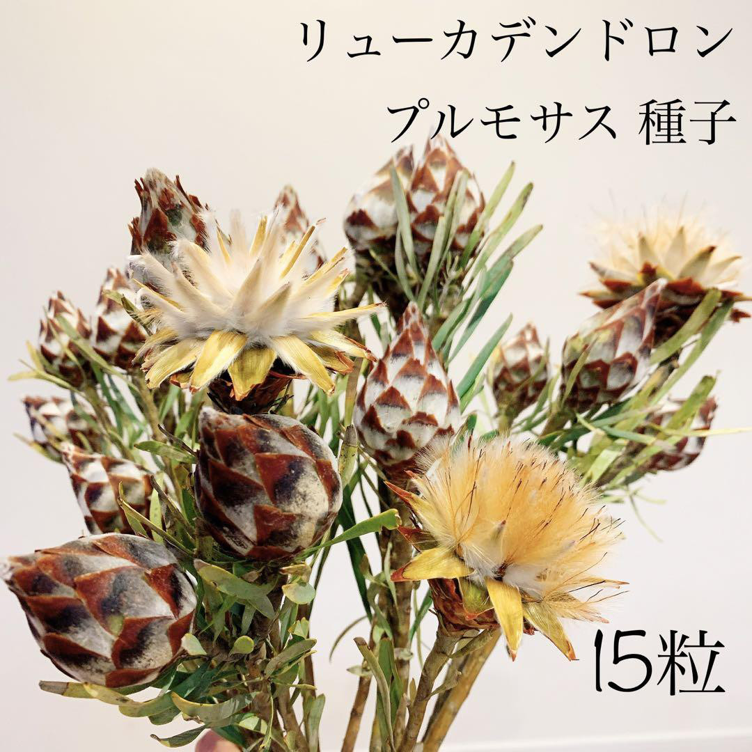 希少 『リューカデンドロン デュリフ』 オージープランツ 楽天市場】オージープランツ リューカデンドロン【デュリフ】5