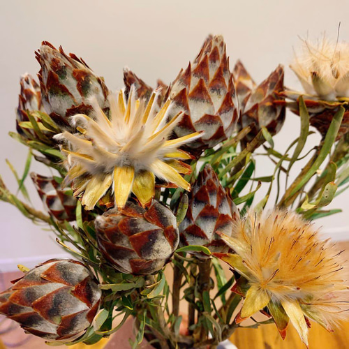 【SALE】リューカデンドロン⋆︎*シックなハーフリース♪ミモザ蕾⑅︎ SALE】リューカデンドロン⋆︎*シックなハーフリース♪ミモザ蕾