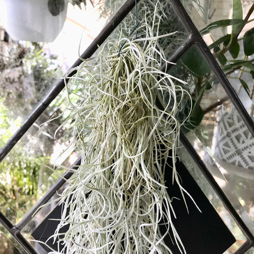 希少 エアプランツ チランジア ウスネオイデス 太葉 スパニッシュモス