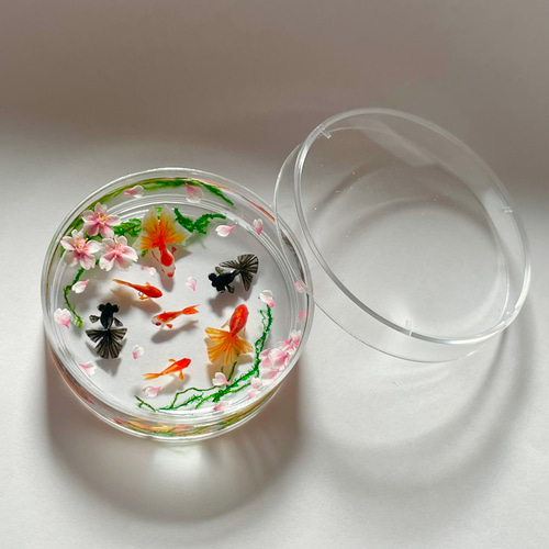 特集・メルマガ掲載】シャーレで泳ぐ金魚 ソメイヨシノ ミニチュア