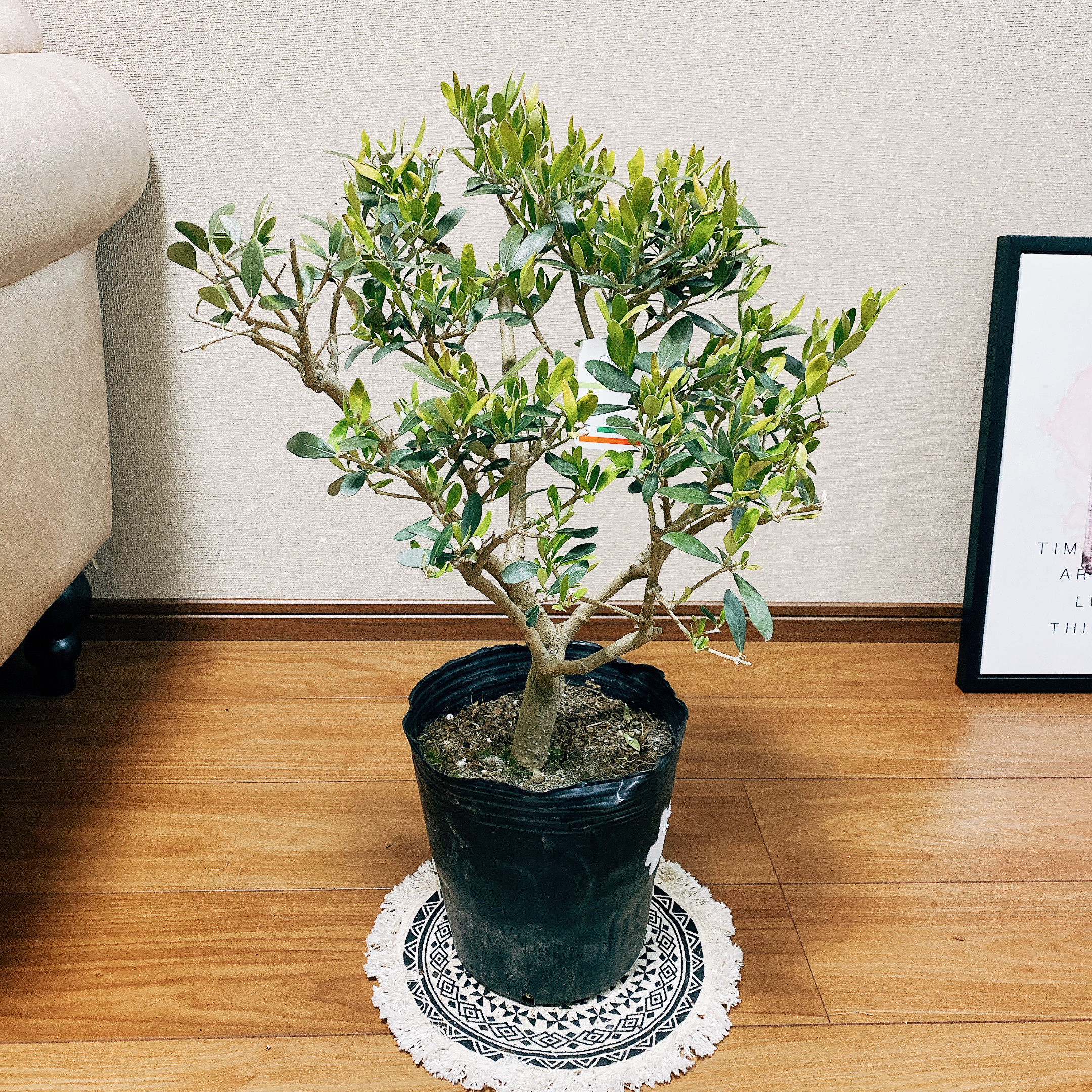 オリーブの木 タラスコア 植物 盆栽 インテリア オリーブの木