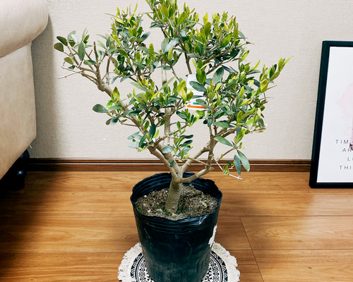 87bfca27c7dcdec64db492aa4ce223