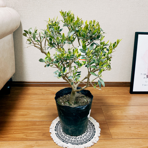 現品］☆盆栽風☆ オリーブ ネバディロブランコ 観葉植物 屋外