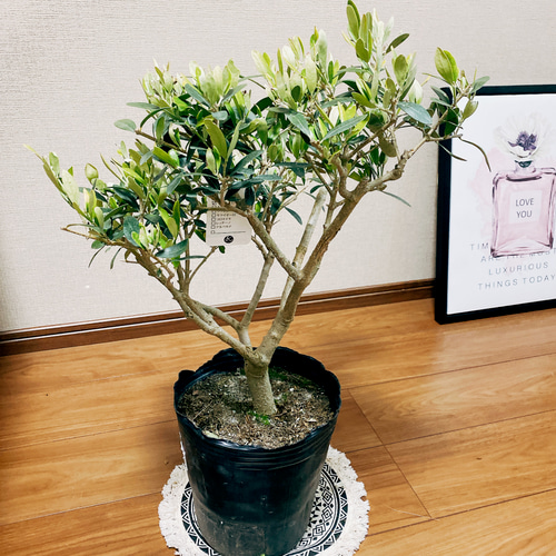 現品］☆盆栽風☆ オリーブ ネバディロブランコ 観葉植物 屋外