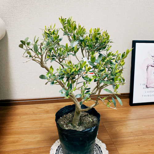 現品］☆盆栽風☆ オリーブ ネバディロブランコ 観葉植物 屋外