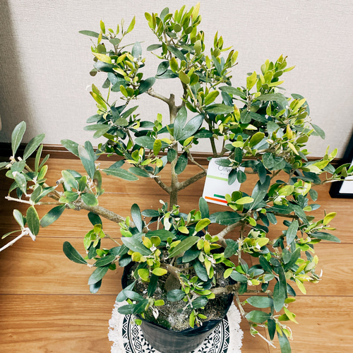 オリーブ　ネバディロブランコ　陶器鉢植え　苗　シンボルツリー オリーブ ネバディロブランコ 陶器鉢植え 苗 シンボルツリー