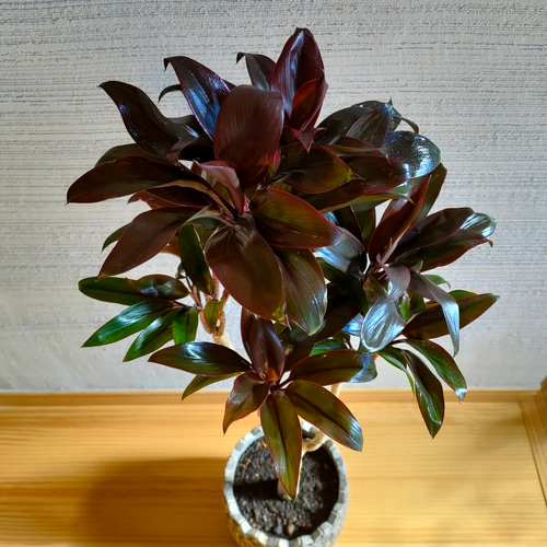 ドラセナ・パープルコンパクタ 観葉植物 育てやすい インドアグリーン
