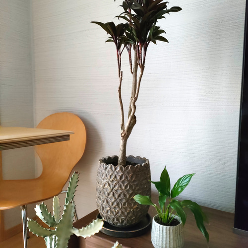 ドラセナ・パープルコンパクタ 観葉植物 育てやすい インドアグリーン