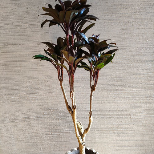 ドラセナ・パープルコンパクタ 観葉植物 育てやすい インドアグリーン