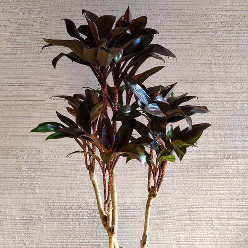 ドラセナ・パープルコンパクタ 観葉植物 育てやすい インドアグリーン
