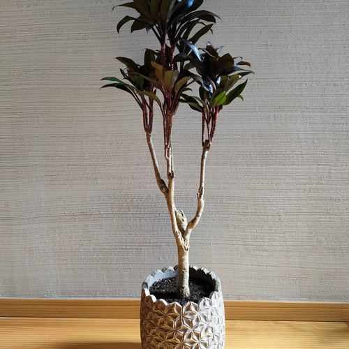 ドラセナ・パープルコンパクタ 観葉植物 育てやすい インドアグリーン