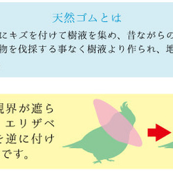 小型鳥類伊麗莎白項圈 1 款愛情鳥術後護理產品 第3張的照片