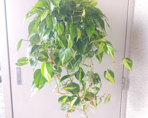 フィロデンドロン　ブルレーマルクシー　斑入り　石化株　5号鉢 フィロデンドロンブルレーマルクシー斑入り石化株5号鉢