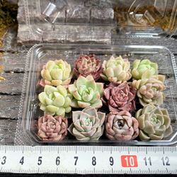 韓国苗　小苗12個セット　多肉植物　寄せ植え　お買い得 5枚目の画像