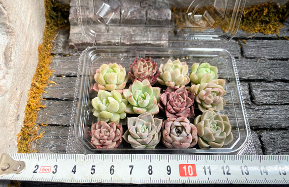 韓国苗　小苗12個セット　多肉植物　寄せ植え　お買い得 5枚目の画像