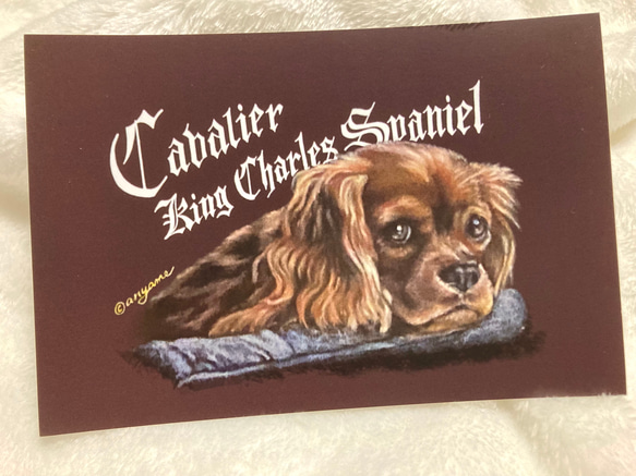 CUTE DOGS ポストカード《３枚セット》オイルパステル画 トイプードル・キャバリア・パグ 4枚目の画像