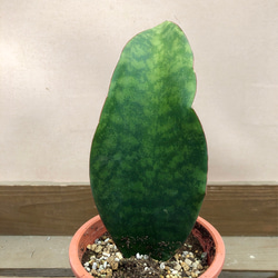 観葉植物　サンスベリア　マッソニアーナ 3枚目の画像