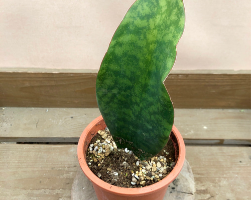 816023861919d51ae2c15d8facba8f