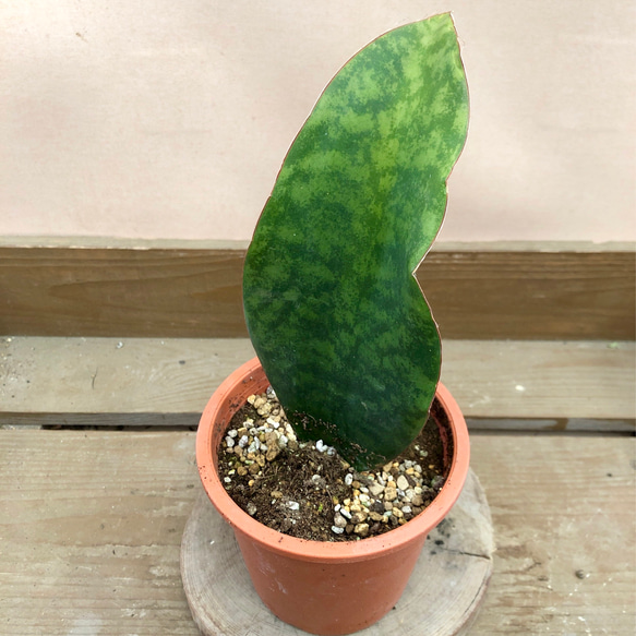 観葉植物 サンスベリア マッソニアーナ アートフラワー plant