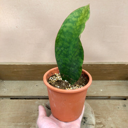 観葉植物　サンスベリア　マッソニアーナ 4枚目の画像