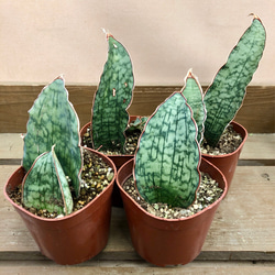 観葉植物　サンスベリア　シルバーブルー 4枚目の画像