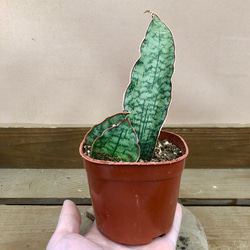 観葉植物　サンスベリア　シルバーブルー 3枚目の画像