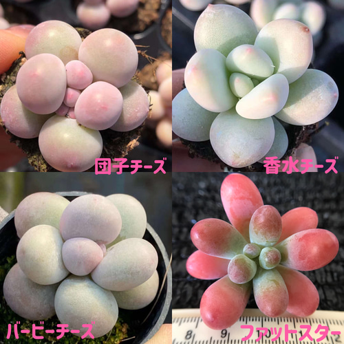 多肉植物 ぷくぷく♡小苗セット 6cmポット×5苗】多肉植物ぷくぷくセットB（送料別）発根済ラベル