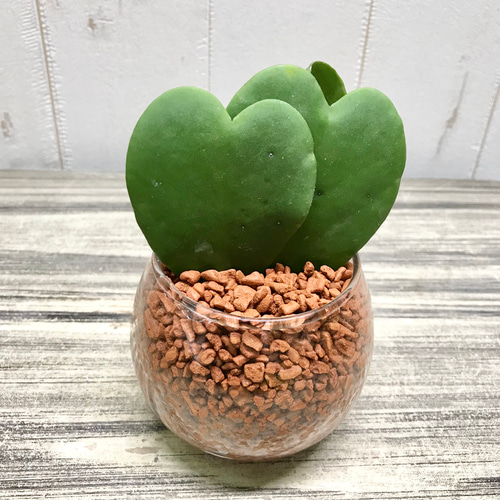ダブル！ ハートホヤ ラブハート 多肉植物 水栽培 ハイドロ