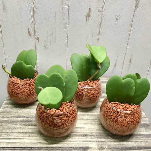 ダブル！ ハートホヤ ラブハート 多肉植物 水栽培 ハイドロカルチャー