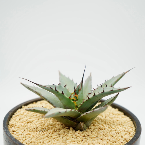 Hybrid Agave TBGハイブリッドアガベTBG(チタノタ×ブルーグロ)