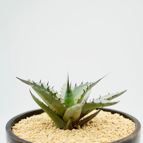 アガベ TBG(チタノタブルー×ブルーグロー） ○ハイブリッド希少種