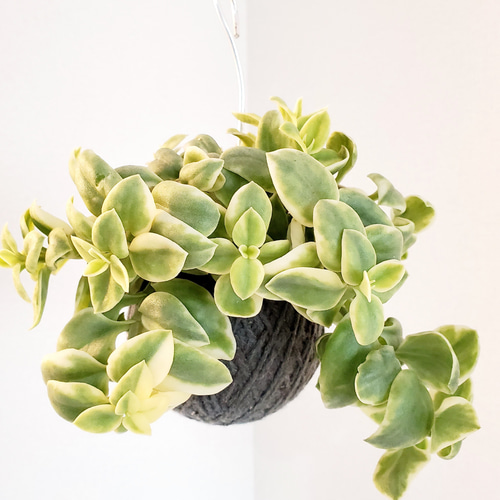 ベビーサンローズ様 90苗セット ベビーサンローズ様 90苗セット ベビー