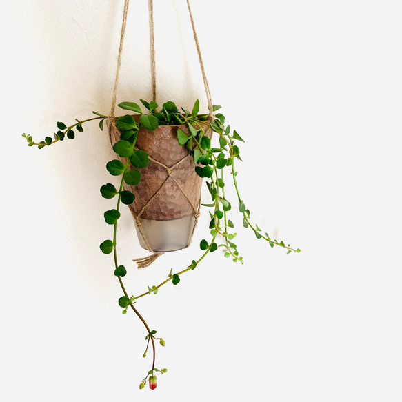 希少　カランコエ　フィフィ　垂れ下がるロングサイ　ハンギング　アロマ鉢　 4号　受け皿付き　壁掛け 観葉植物　インテリア 1枚目の画像