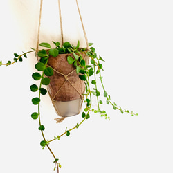 希少　カランコエ　フィフィ　垂れ下がるロングサイ　ハンギング　アロマ鉢　 4号　受け皿付き　壁掛け 観葉植物　インテリア 2枚目の画像