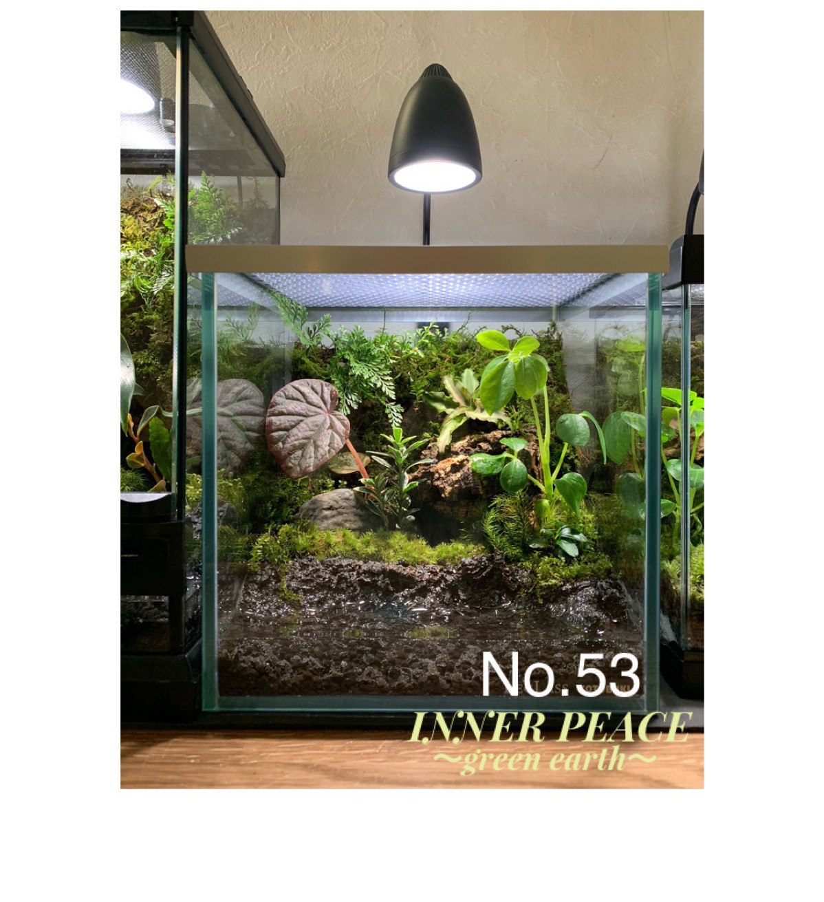 53 イモリウム カエルリウム 苔アート 苔テラリウム テラリウム 【限定