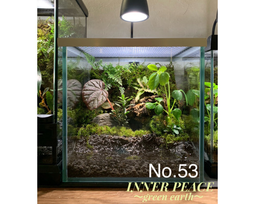 53 イモリウム カエルリウム 苔アート 苔テラリウム テラリウム 【限定