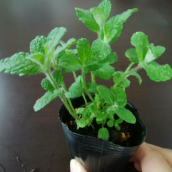 33db424923bb8ee24408284b3de5a7