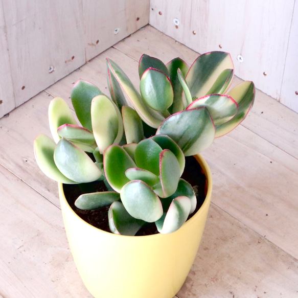 斑入り♡花月♡金のなる木♡多肉植物♡１鉢♡ 11枚目の画像