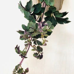 紫シュガーバイン　吊り下げて飾る　木の香りがする鉢　4号サイズ　ハンギング 2枚目の画像