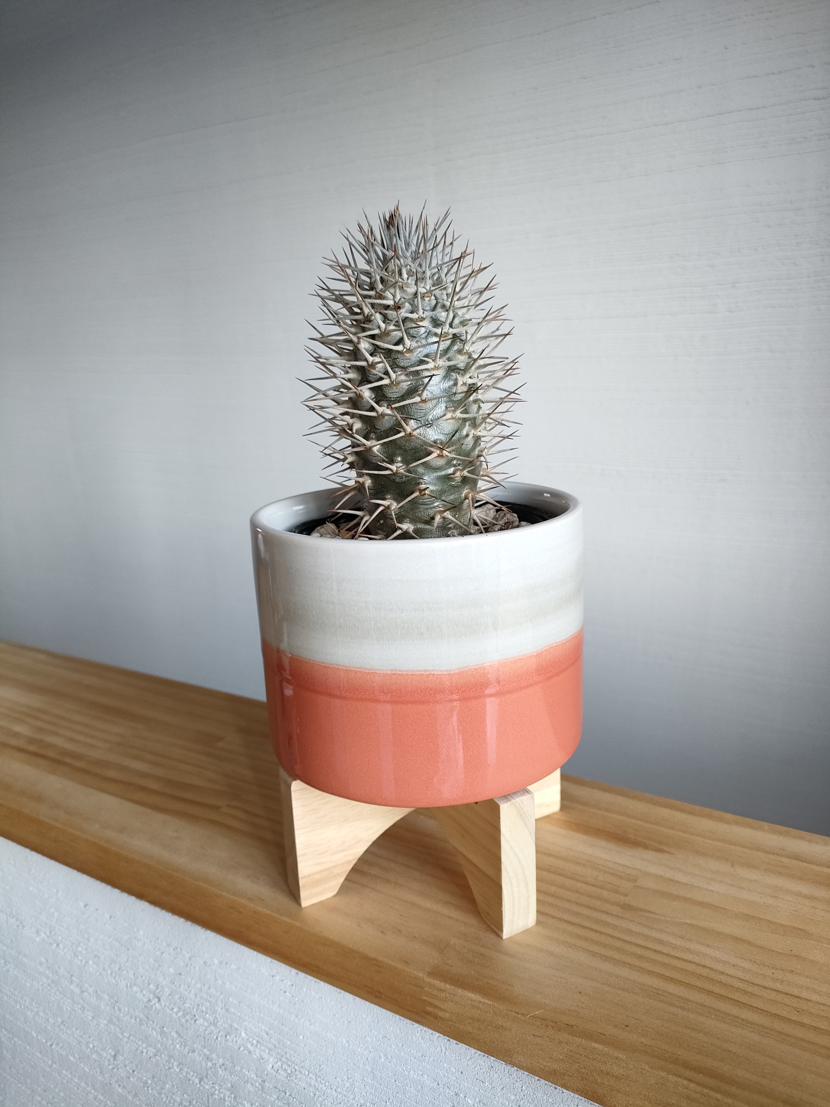 【美品未使用】手造り作家鉢　塊根珍奇　一点物　ビザール 一点》珍奇植物ビザールプランツ 省スペース 個性的 ワン