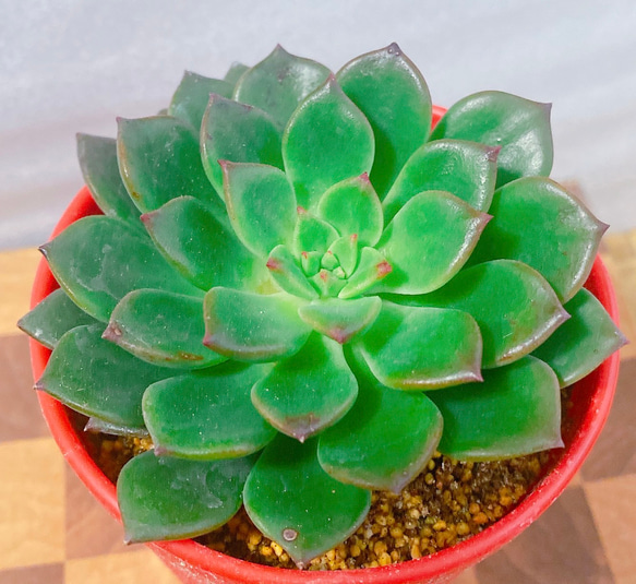 多肉植物 エケベリア エメラルドリップ 苗 多肉植物 y's shop