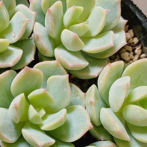多肉植物 ティテュバンス カット苗7コ 多肉植物 y's shop 通販 多肉植物 ティテュバンス カット苗7コ 多肉植物 y's shop 通販