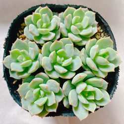 cb1dc2334df1f28b35b6bb45b8ee77