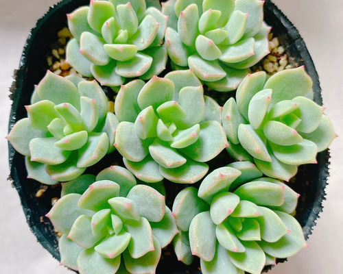 多肉植物 ティテュバンス カット苗7コ 多肉植物 y's shop 通販