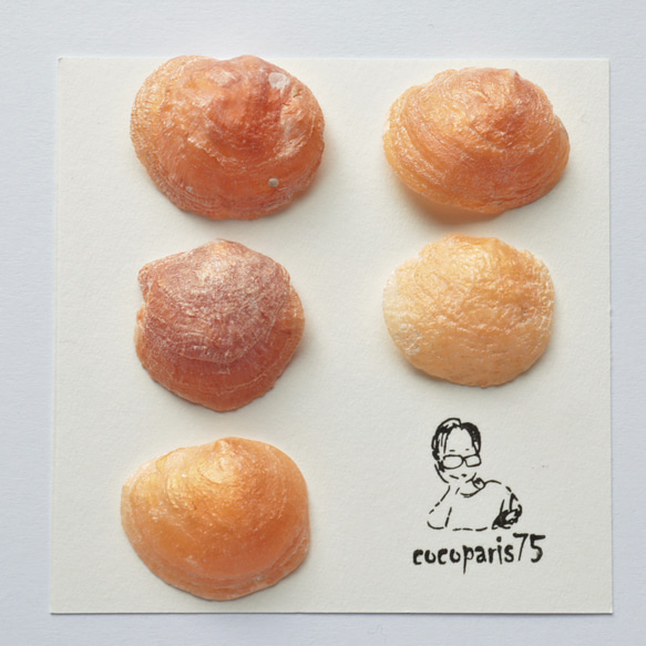 幸せを呼ぶナミマガシワの貝殻 天然石 Cocoparis75 通販 15453116