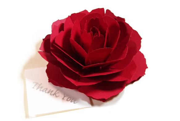 咲くようにひらく 花のサンキューカード〈レッドローズ〉forバースデー・お祝い・母の日  カラーバリエーション有 1枚目の画像