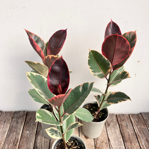 フィカス ルビー♪ゴムの木♪ピンクの葉が可愛い♪観葉植物♪ アート