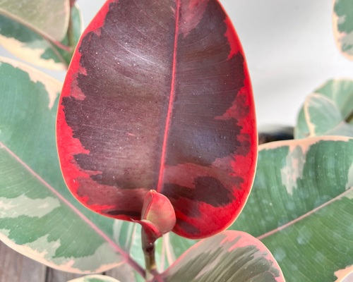 defe2f12fe5c8362d11a2d83b11c69